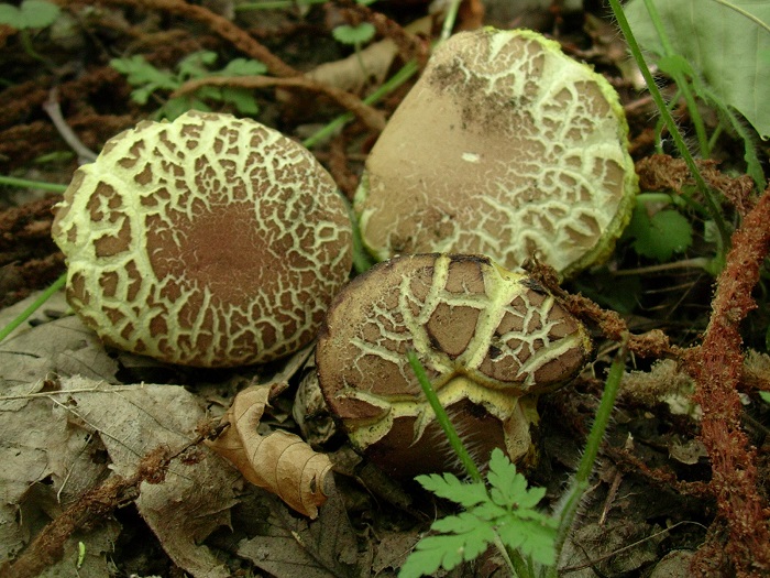 764 Agosto vecchio ritrovamento